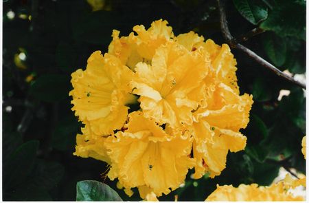 Azalea Cross Hills Frills